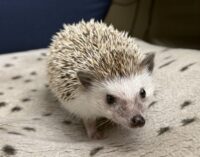 ハリネズミ（カナダ産：ソルト＆ペッパー♂  ）超懐っこいです♪の画像7