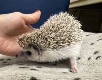 ハリネズミ（カナダ産：ソルト＆ペッパー♂  ）超懐っこいです♪の画像8