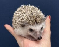 ハリネズミ（カナダ産：ソルト＆ペッパー♂  ）超懐っこいです♪の画像3