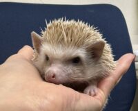 ハリネズミ（カナダ産：シナモン♀ ）超懐っこいです♪の画像9