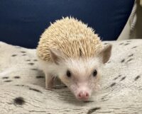 ハリネズミ（カナダ産：シナモン♀ ）超懐っこいです♪の画像2