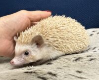 ハリネズミ（カナダ産：シナモン♀ ）超懐っこいです♪の画像10