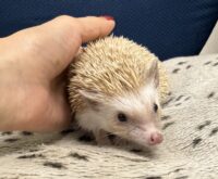 ハリネズミ（カナダ産：シナモン♀ ）超懐っこいです♪の画像1