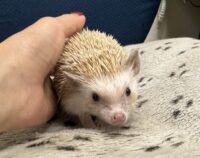 ハリネズミ（カナダ産：シナモン♀ ）超懐っこいです♪の画像3