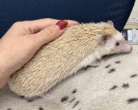 ハリネズミ（カナダ産：シナモン♀ ）超懐っこいです♪の画像5