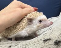 ハリネズミ（カナダ産：シナモン♀ ）超懐っこいです♪の画像11