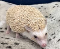 ハリネズミ（カナダ産：シナモン♀ ）超懐っこいです♪の画像3