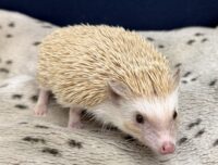 ハリネズミ（カナダ産：シナモン♀ ）超懐っこいです♪の画像8