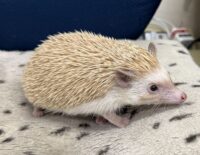 ハリネズミ（カナダ産：シナモン♀ ）超懐っこいです♪の画像7