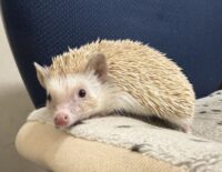 ハリネズミ（カナダ産：シナモン♀ ）超懐っこいです♪の画像4