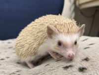 ハリネズミ（カナダ産：シナモン♀ ）超懐っこいです♪の画像6