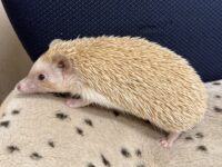 ハリネズミ（カナダ産：シナモン♀ ）超懐っこいです♪の画像12