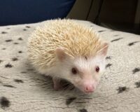 ハリネズミ（当店産ベビー：シニコット♀）の画像2