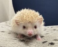 ハリネズミ（当店産ベビー：シニコット♀）の画像3