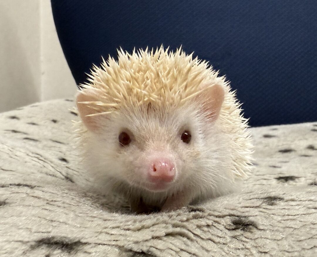 ハリネズミ（当店産ベビー：シニコット♀）のメイン画像