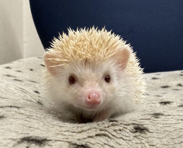 ハリネズミ（当店産ベビー：シニコット♀）のメイン画像