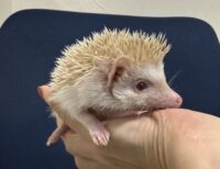 ハリネズミ（当店産ベビー：シニコット♀）の画像9