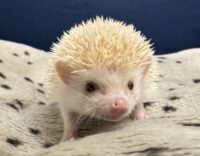 ハリネズミ（当店産ベビー：シニコット♀）の画像6