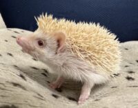 ハリネズミ（当店産ベビー：シニコット♀）の画像7