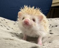 ハリネズミ（当店産ベビー：シニコット♀）の画像4