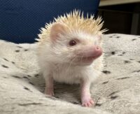 ハリネズミ（当店産ベビー：シニコット♀）の画像8