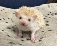 ハリネズミ（当店産ベビー：シニコット♀）の画像1