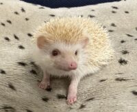 ハリネズミ（当店産ベビー：シニコット♀）の画像5