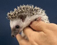 ハリネズミ（当店産ベビー：パイド♂）の画像11