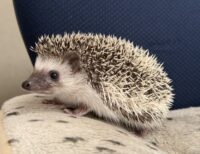 ハリネズミ（当店産ベビー：パイド♂）の画像6