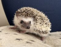 ハリネズミ（当店産ベビー：パイド♂）の画像4