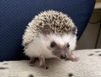 ハリネズミ（当店産ベビー：パイド♂）の画像1