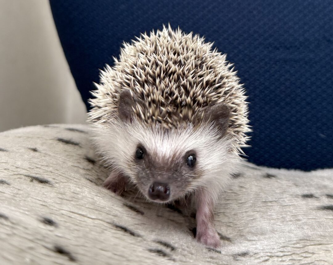 ハリネズミ（当店産ベビー：パイド♂）のメイン画像