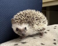 ハリネズミ（当店産ベビー：パイド♂）の画像10