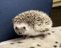 ハリネズミ（当店産ベビー：パイド♂）の画像7