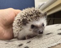 ハリネズミ（当店産ベビー：パイド♂）の画像2