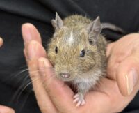 デグー（10月8日生まれのベビー♂）の画像6