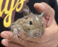 デグー（10月8日生まれのベビー♂）の画像5