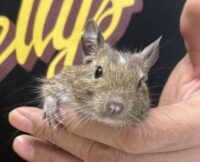 デグー（10月8日生まれのベビー♂）の画像1