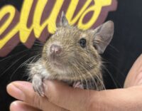 デグー（10月8日生まれのベビー♂）の画像2