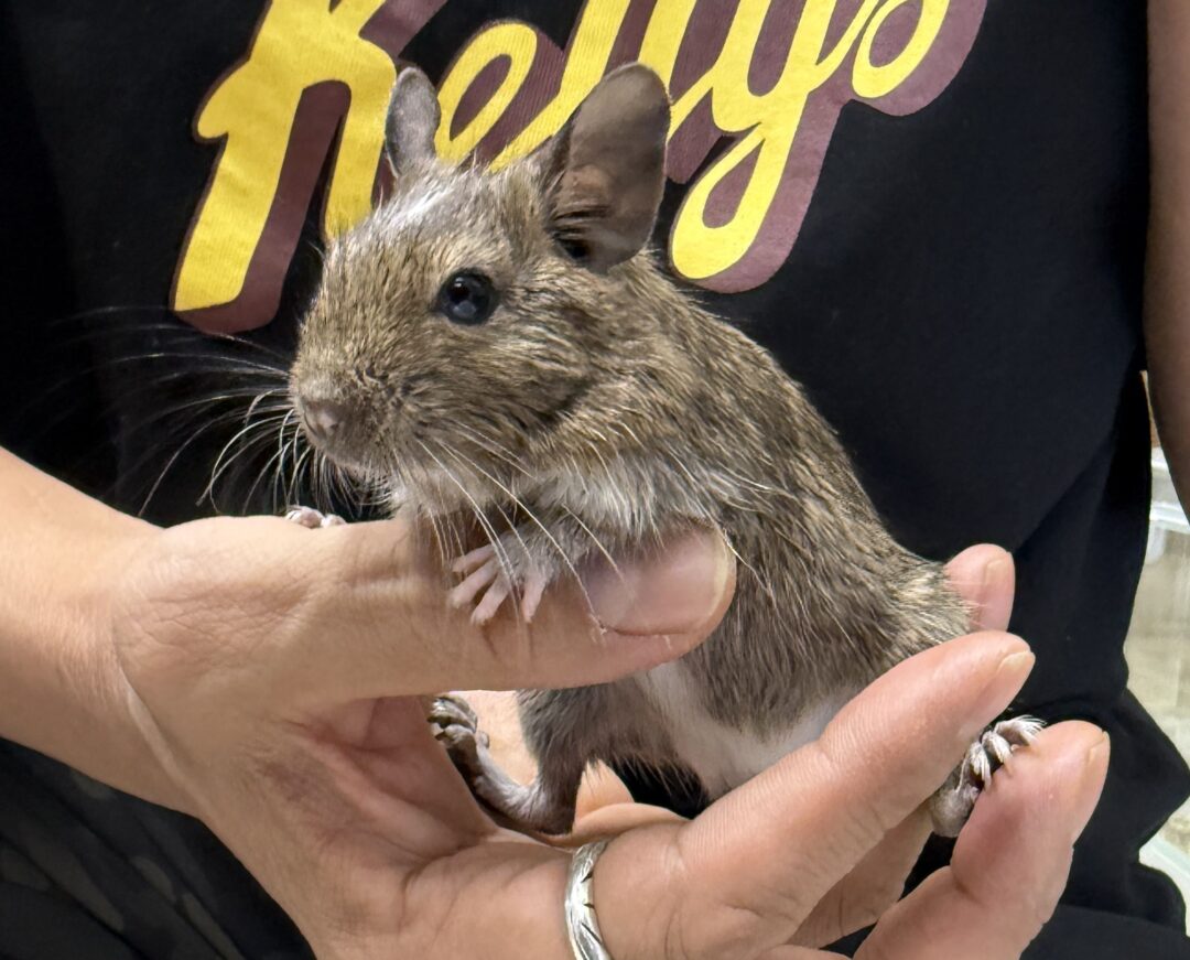 デグー（10月8日生まれのベビー♂）のメイン画像