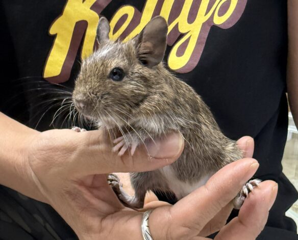 デグー（10月8日生まれのベビー♂）のメイン画像