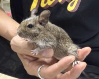 デグー（10月8日生まれのベビー♂）の画像4