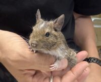 デグー（10月8日生まれのベビー♂）の画像7