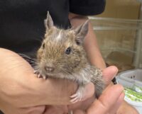 デグー（10月8日生まれのベビー♂）の画像8