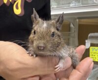 デグー（10月8日生まれのベビー♂）の画像3