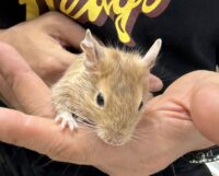 サンドデグー（10月8日生まれのベビー♂）の画像9