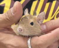 サンドデグー（10月8日生まれのベビー♂）の画像1