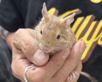 サンドデグー（10月8日生まれのベビー♂）の画像2