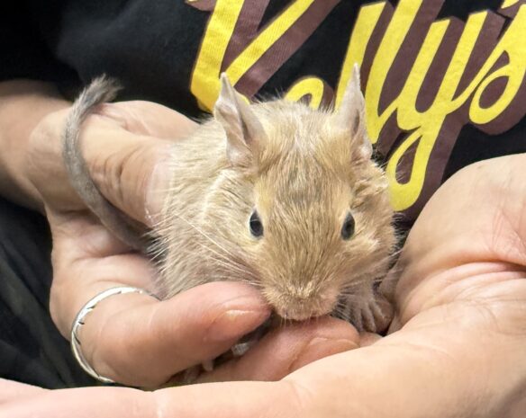 サンドデグー（10月8日生まれのベビー♂）のメイン画像