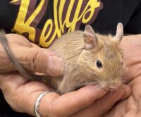 サンドデグー（10月8日生まれのベビー♂）の画像4